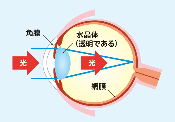 健康な目